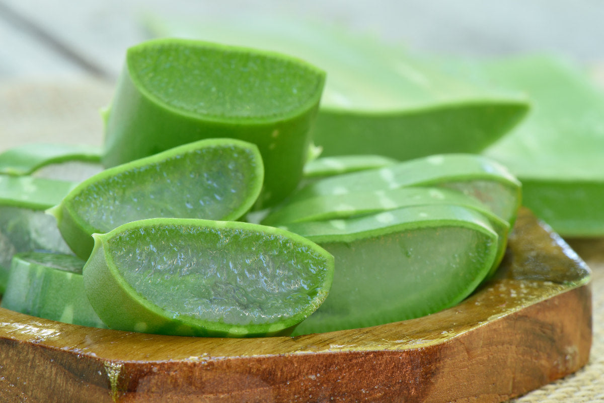 Benefits of Aloe: Skin, Hair, and Face – Noche Skincare