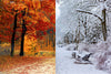 left half: trees in autumn. right half: trees in winter.